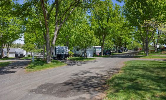 Tree-lined lane between RV sites
